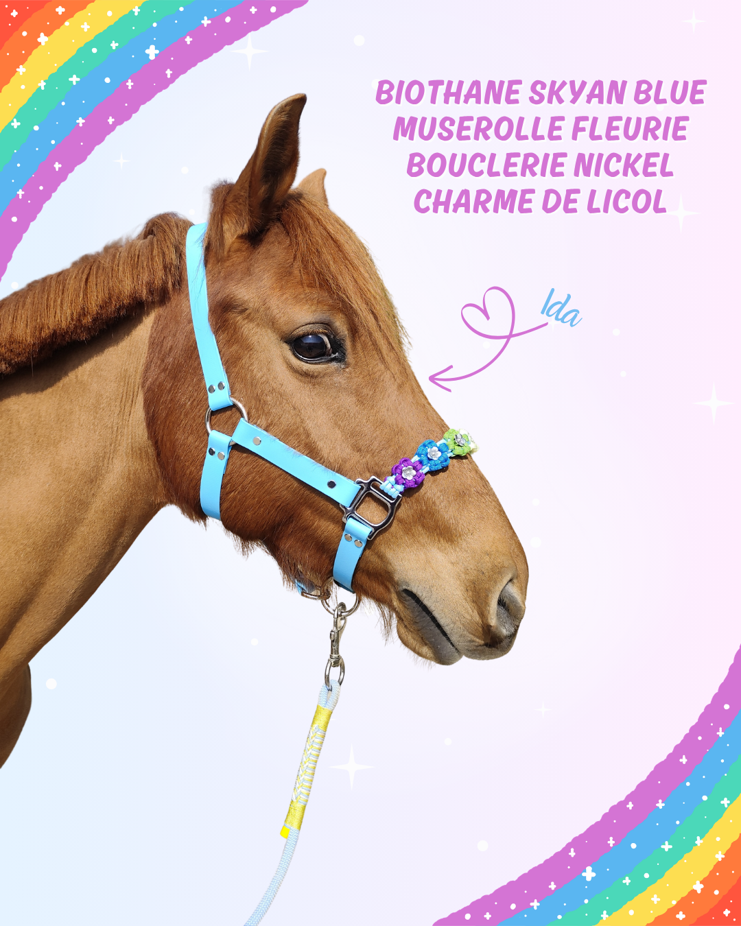 rainbow dash rainbow dash