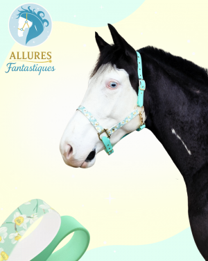 Narcisse licol taille cob