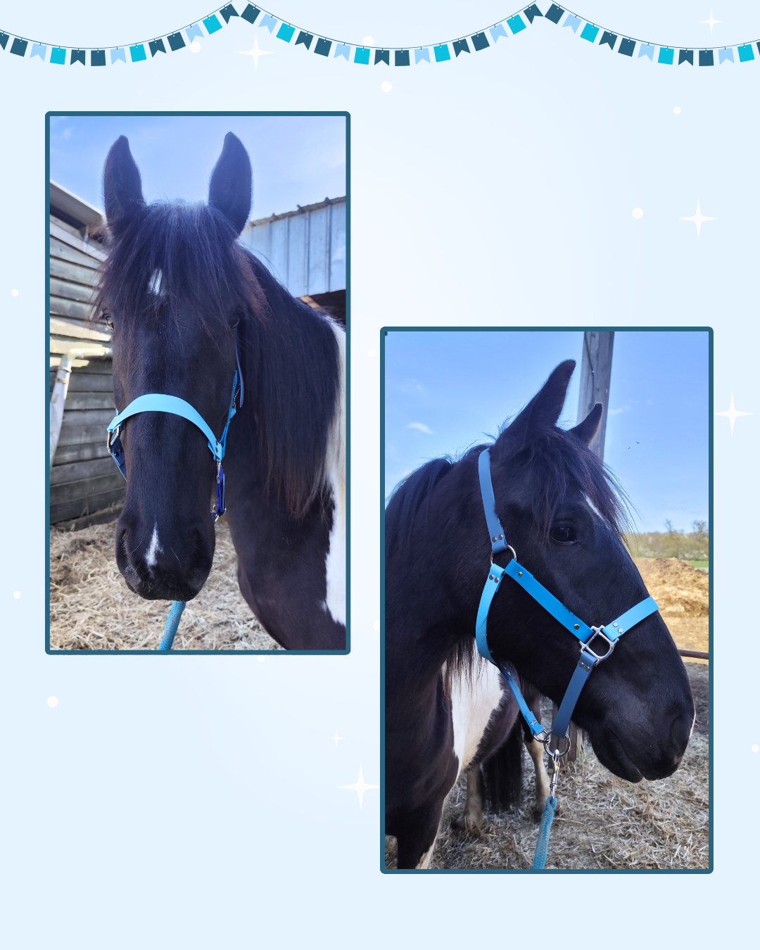 arlequin n°3 arlequin n°3